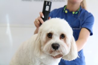 Level 2 Certificate for grooming assistant