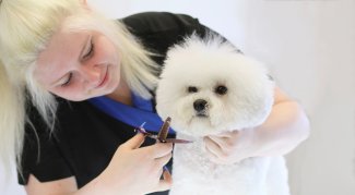 Dog Grooming Courses