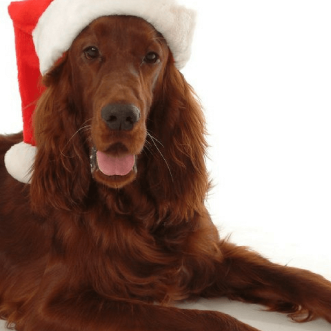 Dogs and Christmas