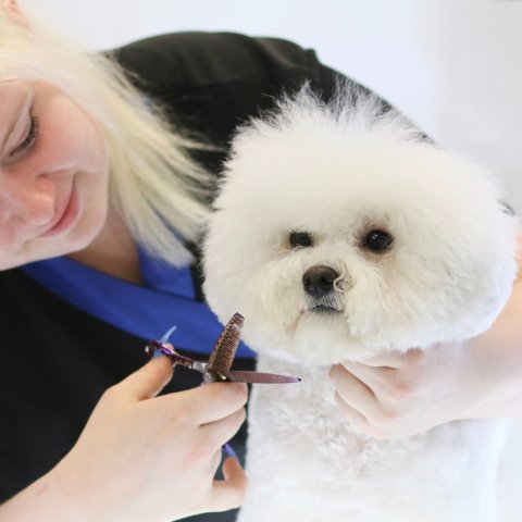 Dog Grooming Courses