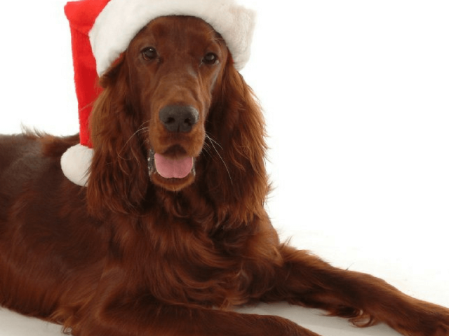 Dogs and Christmas